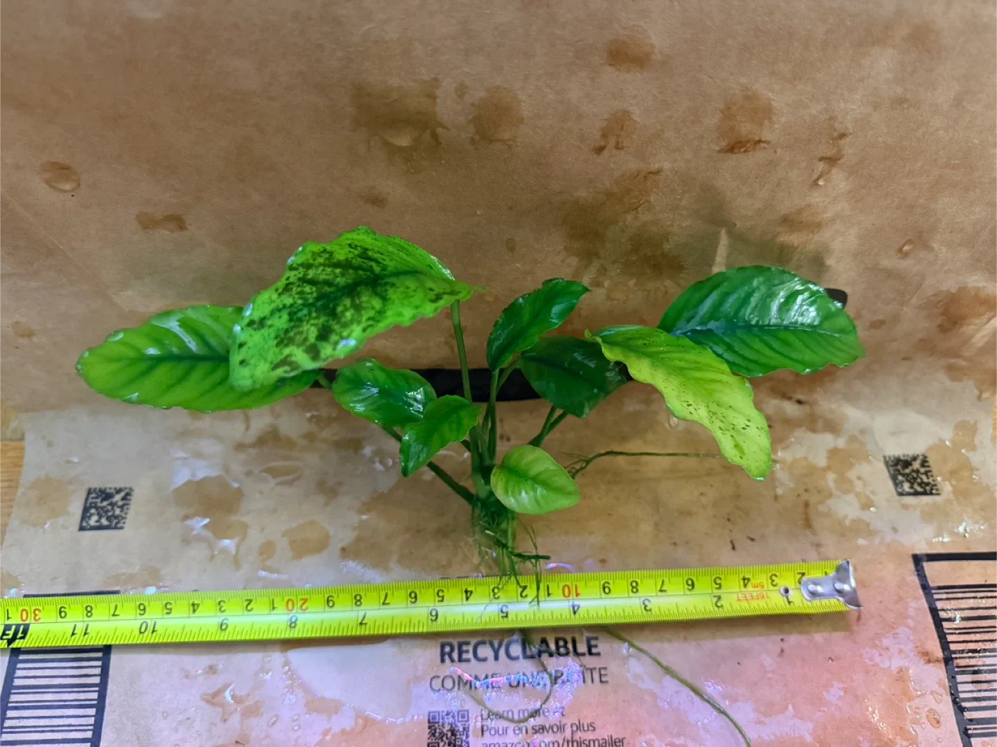 Anubias image indicator(3)