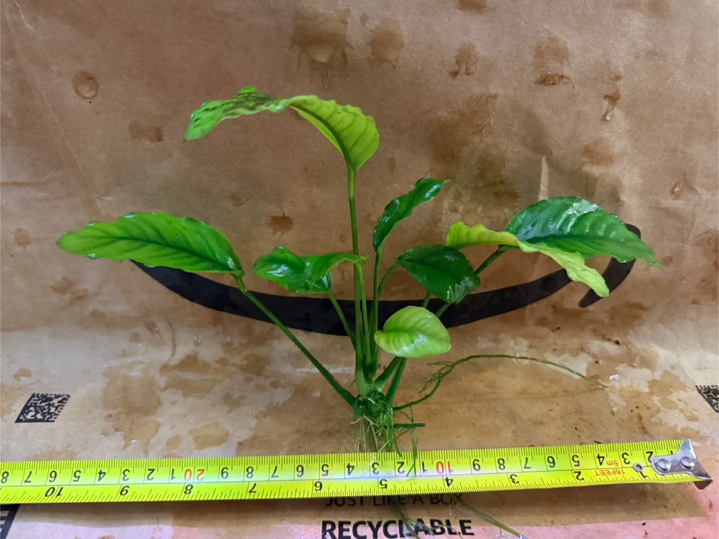 Anubias image indicator(2)