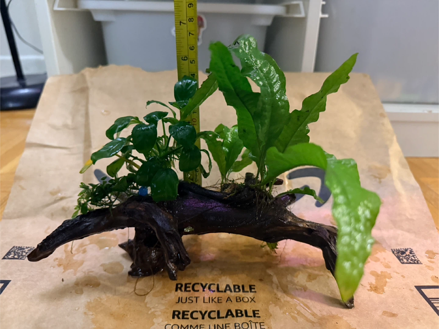 Anubias+ java fern on driftwood - photo 3