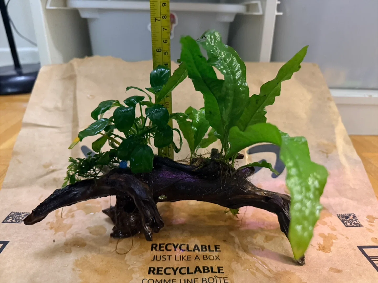 Anubias+ java fern on driftwood image indicator(3)