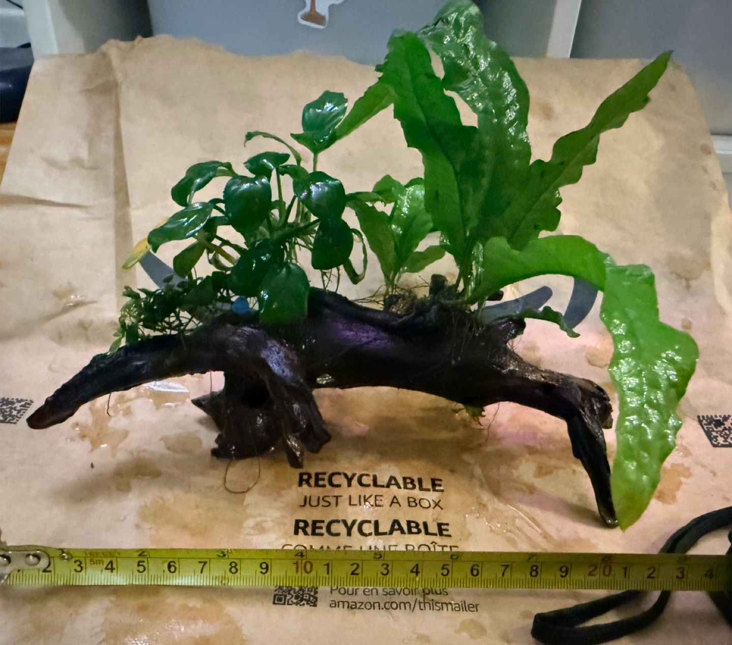 Anubias+ java fern on driftwood