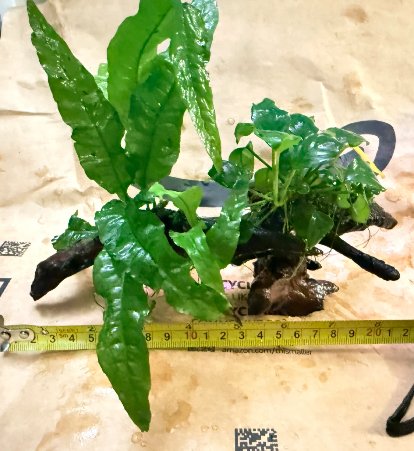 Anubias+ java fern on driftwood - photo 2