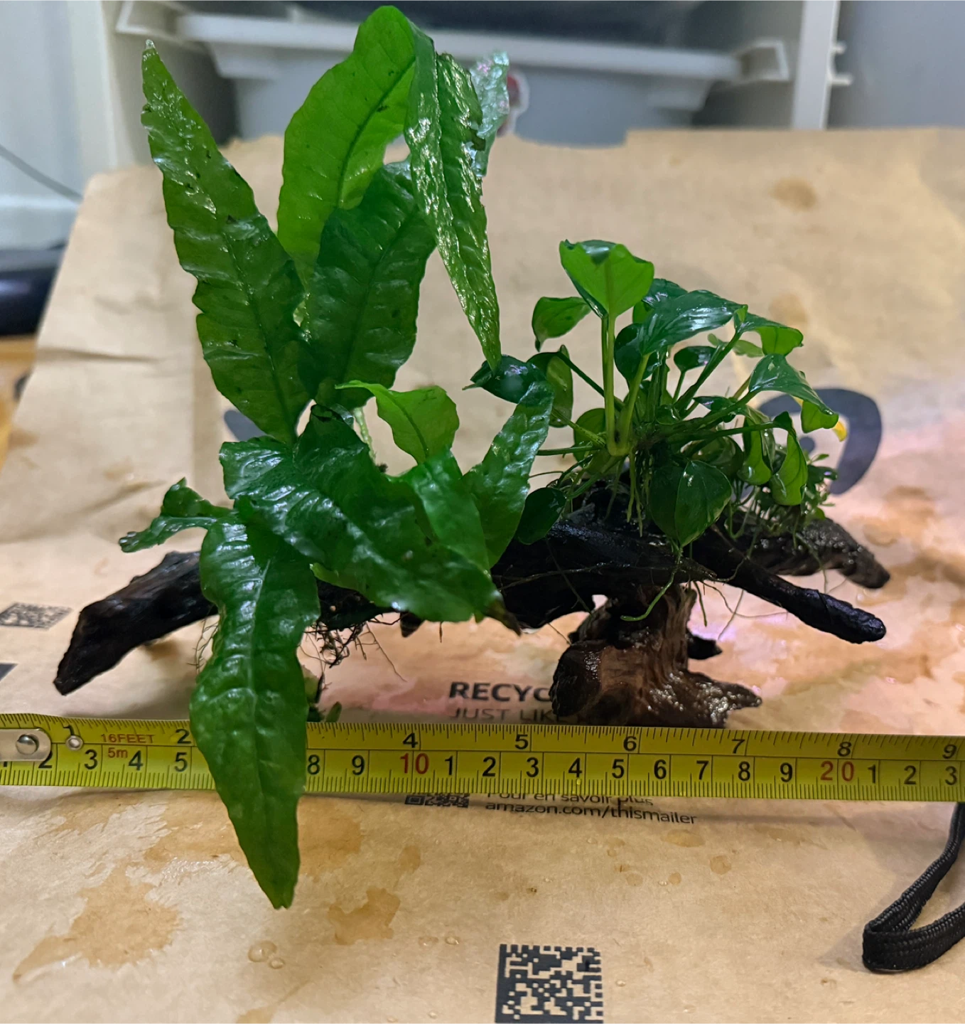 Anubias+ java fern on driftwood - photo 4