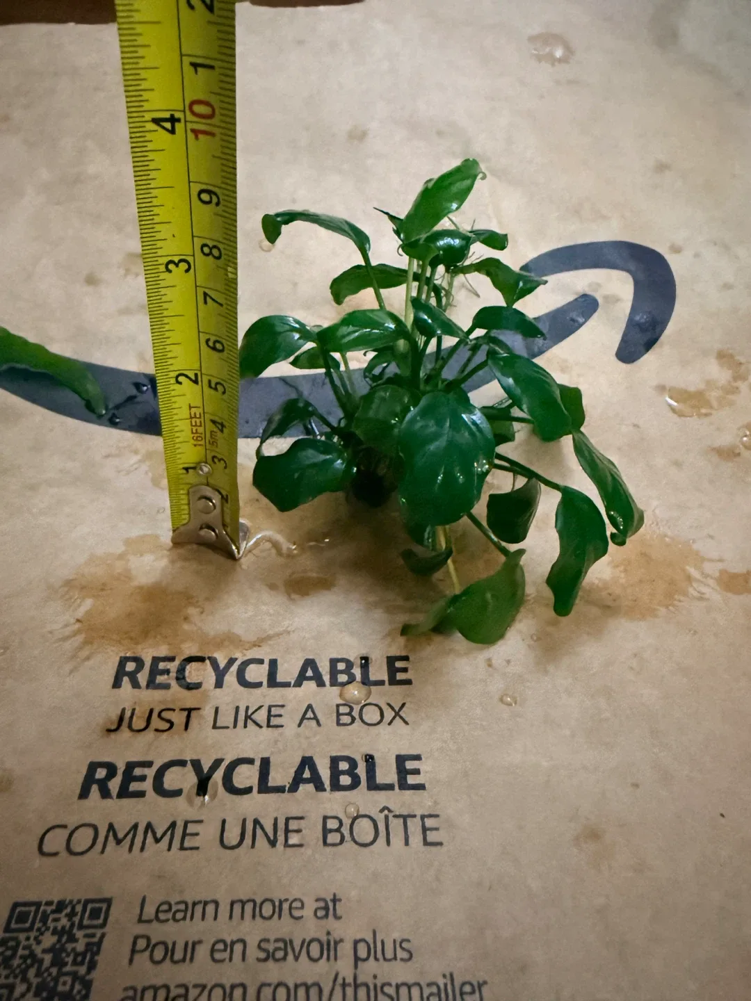 Anubias mini image indicator(2)