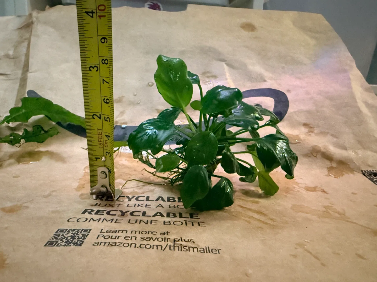 Anubias mini image indicator(3)