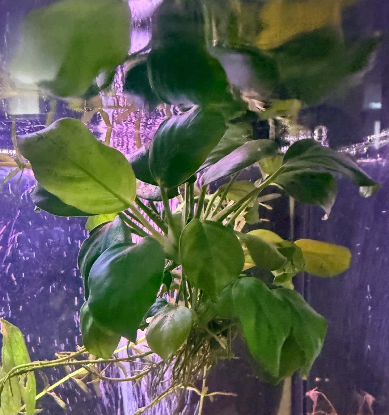 Anubias mini image indicator(4)
