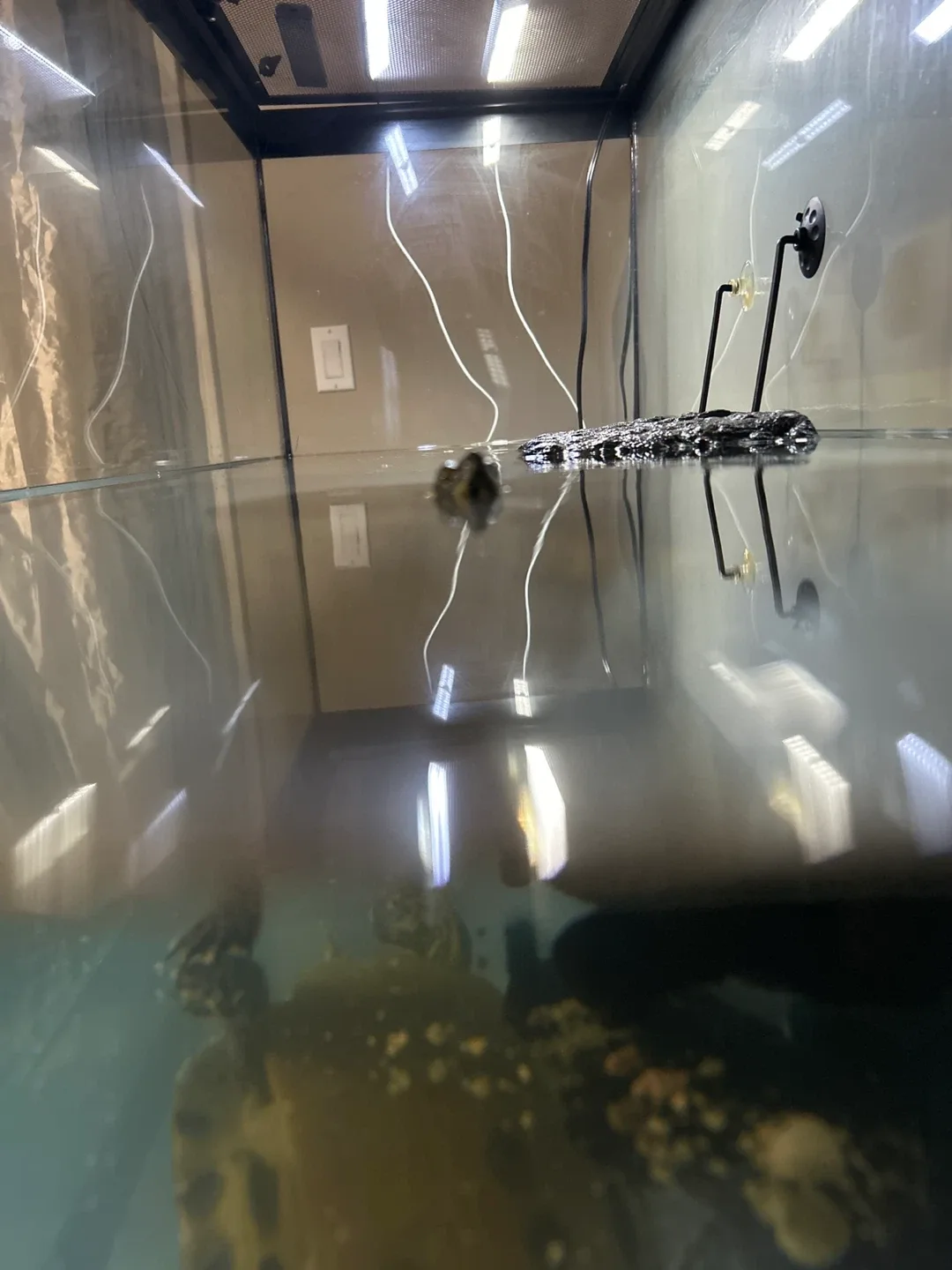 Garden Obelisk & Tomato Cage Set🥕 image indicator(4)