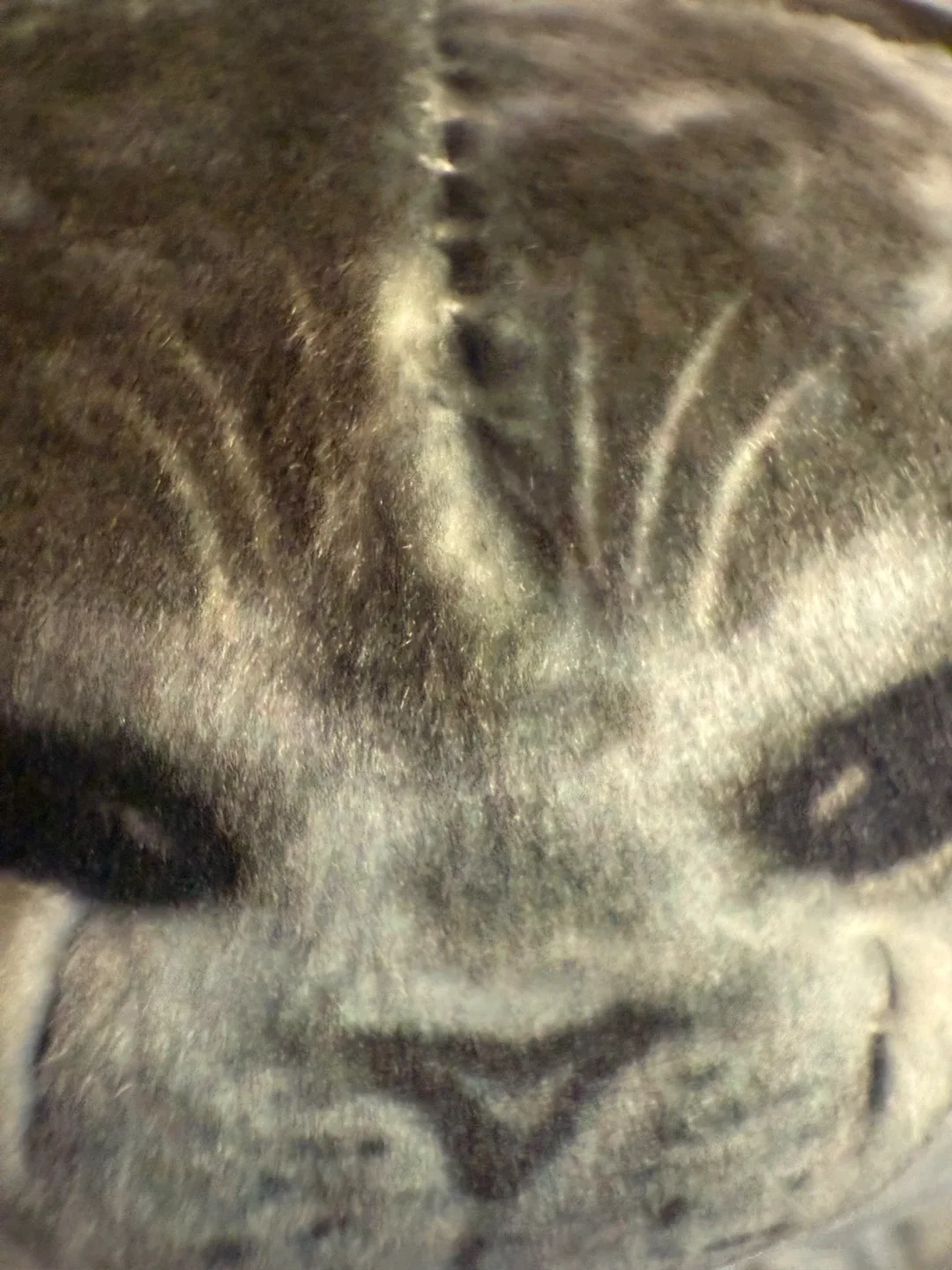 Small Seal Plush image indicator(5)