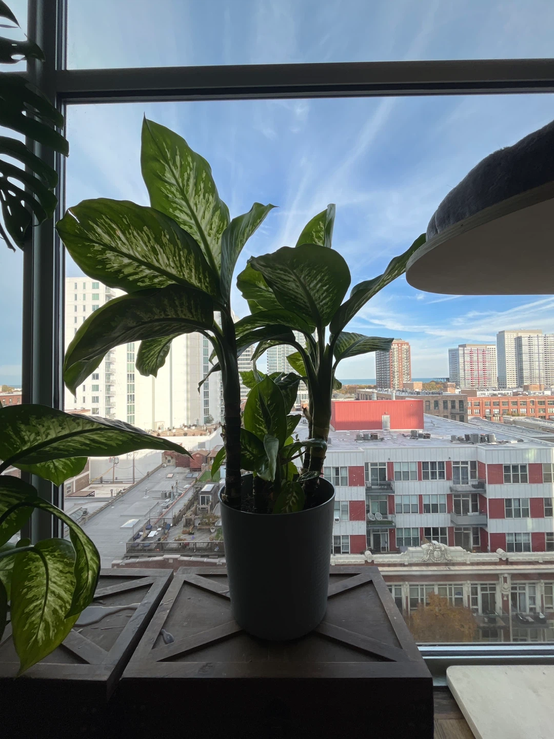 2 Dieffenbachia (Dumb Cane) Plants - photo 4