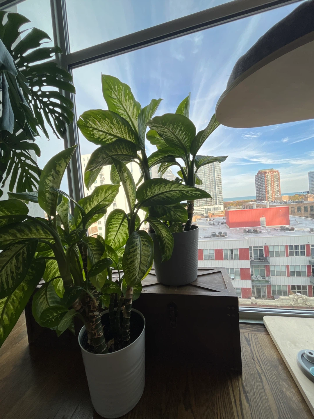 2 Dieffenbachia (Dumb Cane) Plants - photo 2