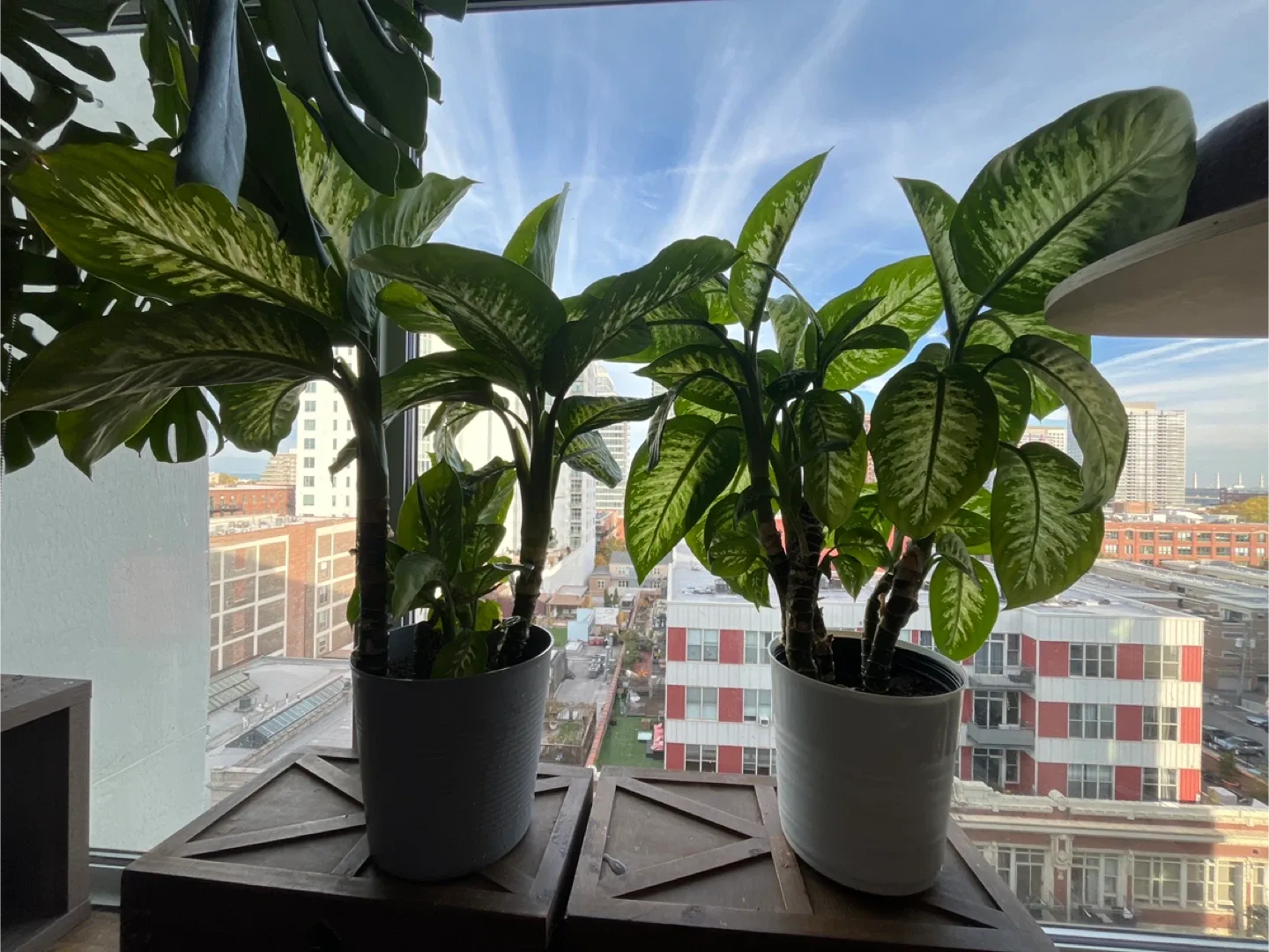 2 Dieffenbachia (Dumb Cane) Plants