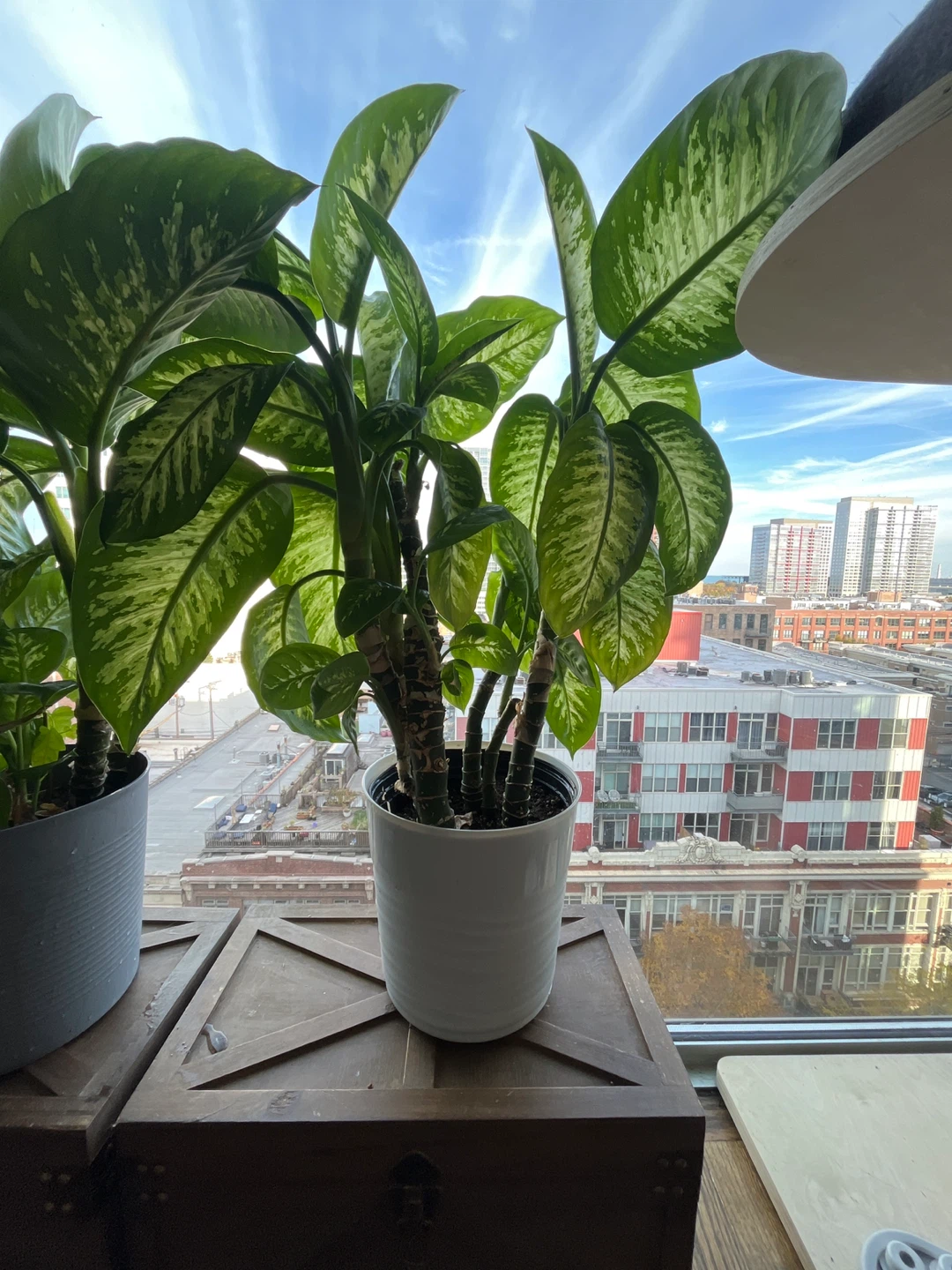2 Dieffenbachia (Dumb Cane) Plants - photo 3