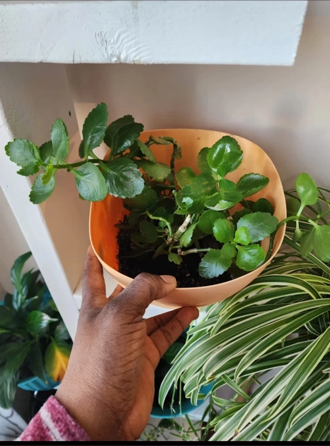 Potted Spider Plant and Florist Kalanchoe