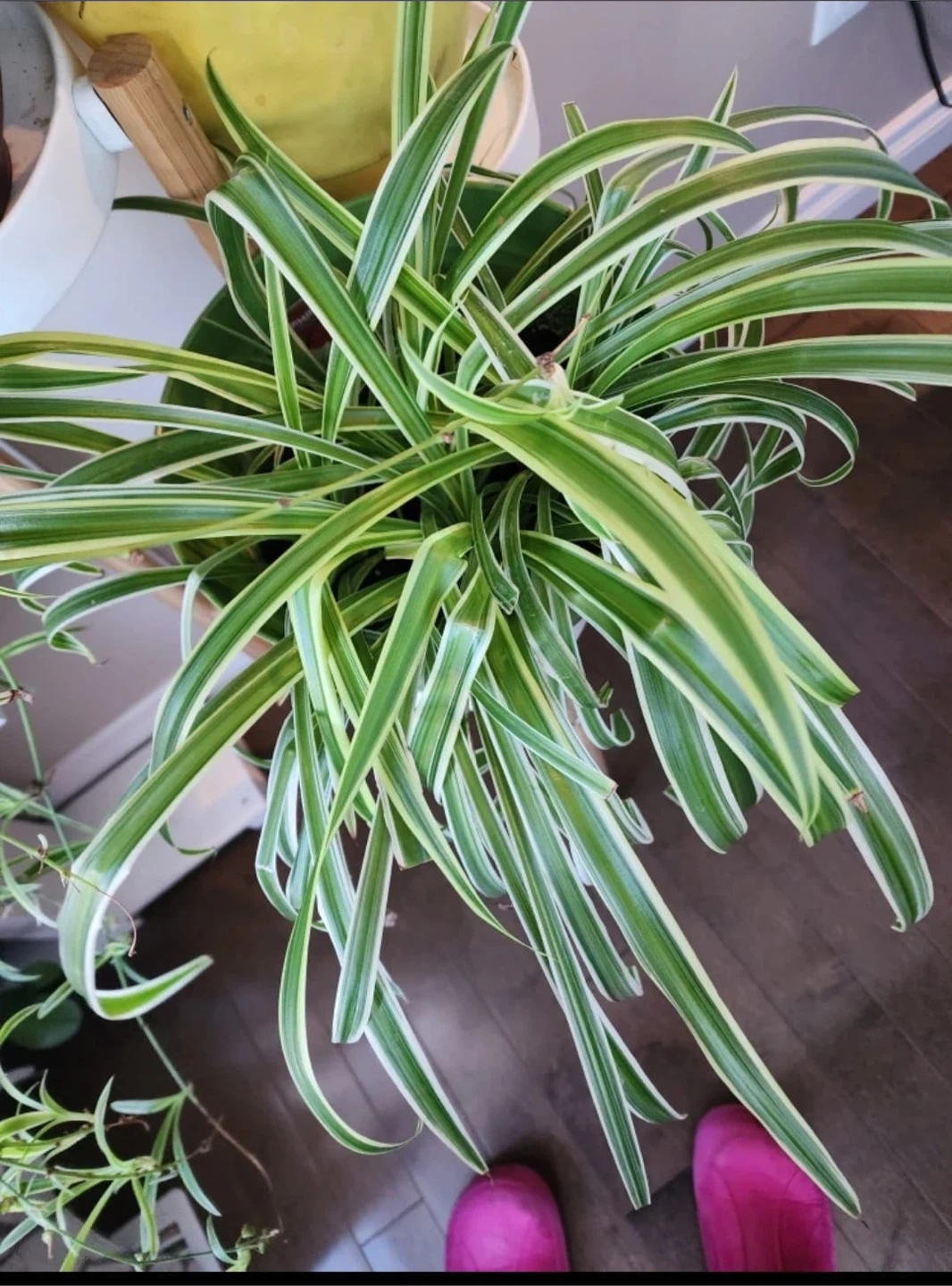Potted Spider Plant and Florist Kalanchoe - photo 2