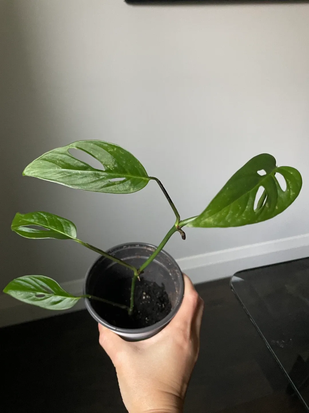 Monstera Adansonii Plant image indicator(2)