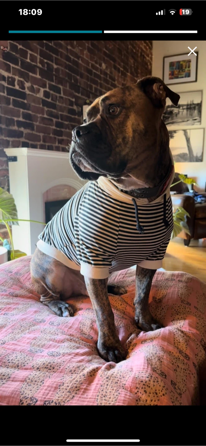 Striped Dog Hoodie, Size 7XL - photo 2
