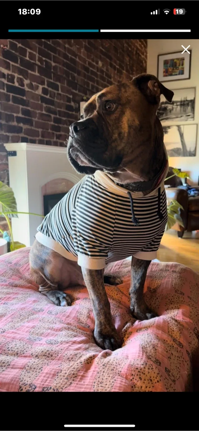Striped Dog Hoodie, Size 7XL image indicator(2)