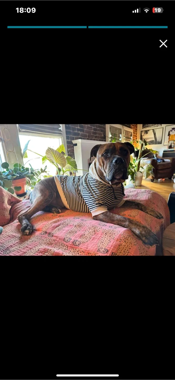 Striped Dog Hoodie, Size 7XL image indicator(3)