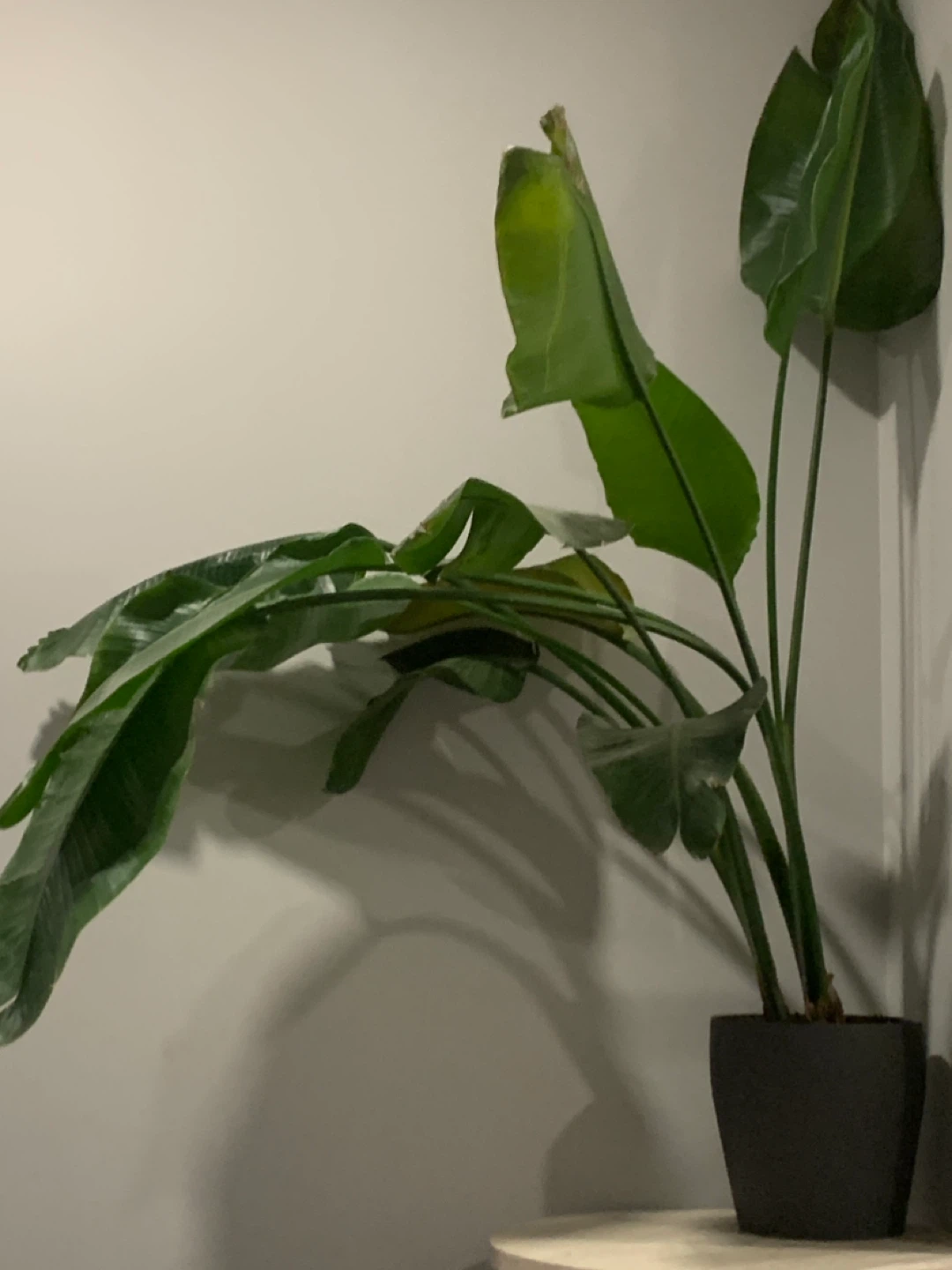 Bird of Paradise Plant