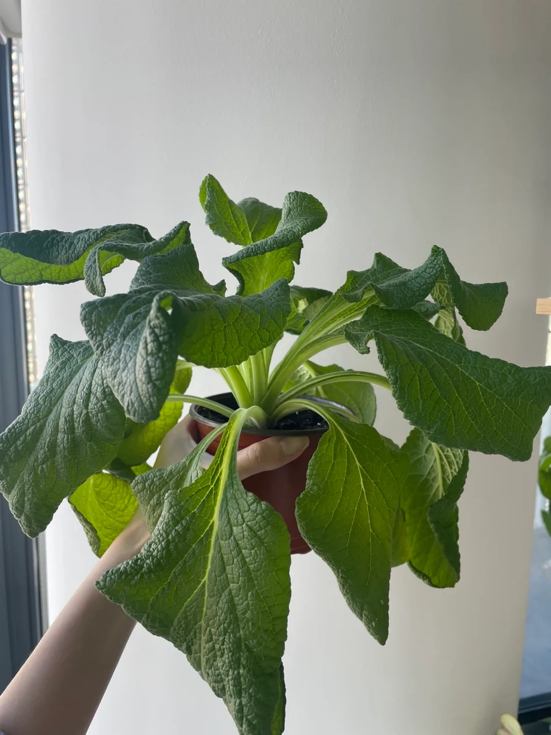 Potted Foxglove Plant thumbnail