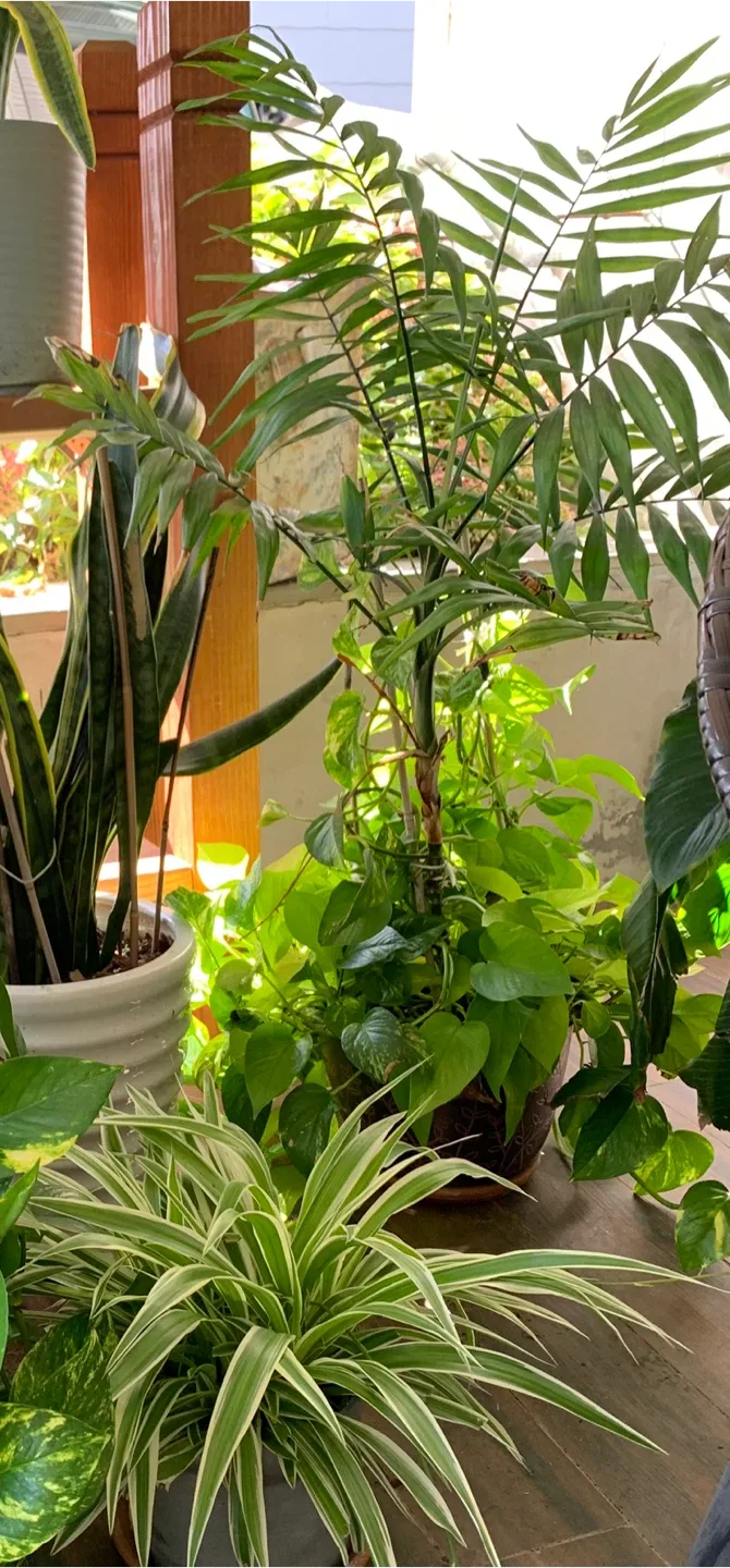 Indoor Pathos and parlor palm in one pot image indicator(2)