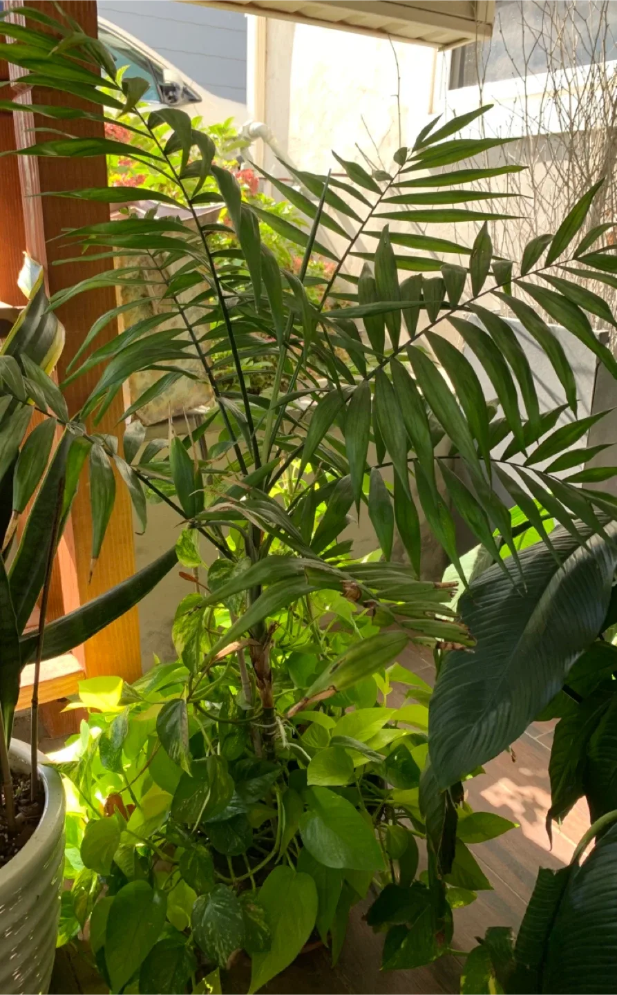 Indoor Pathos and parlor palm in one pot image indicator(3)