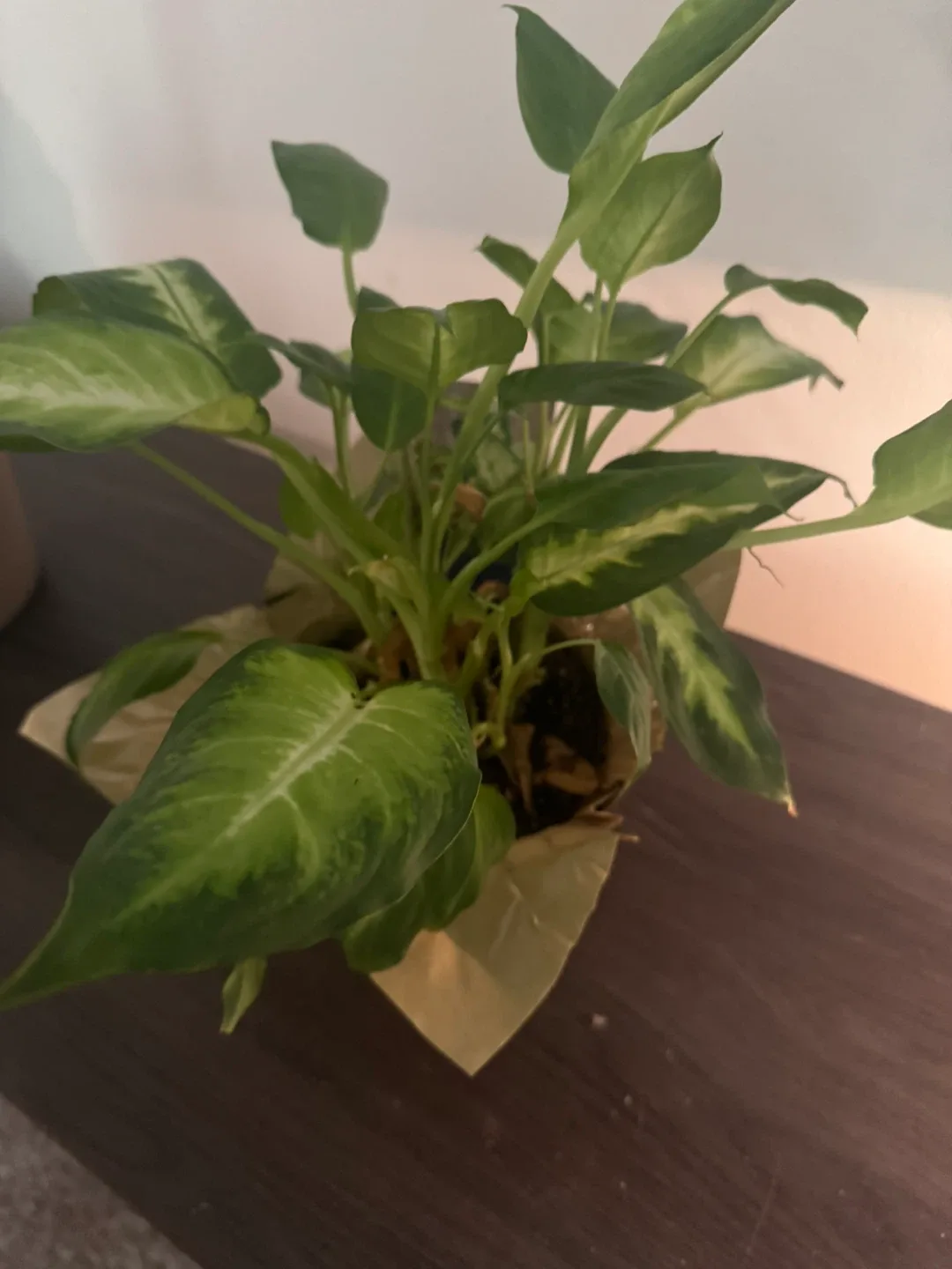 Dieffenbachia Plant image indicator(2)