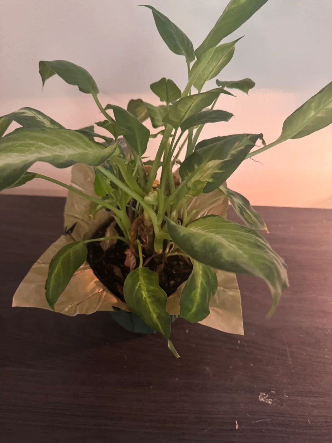 Dieffenbachia Plant image indicator(3)