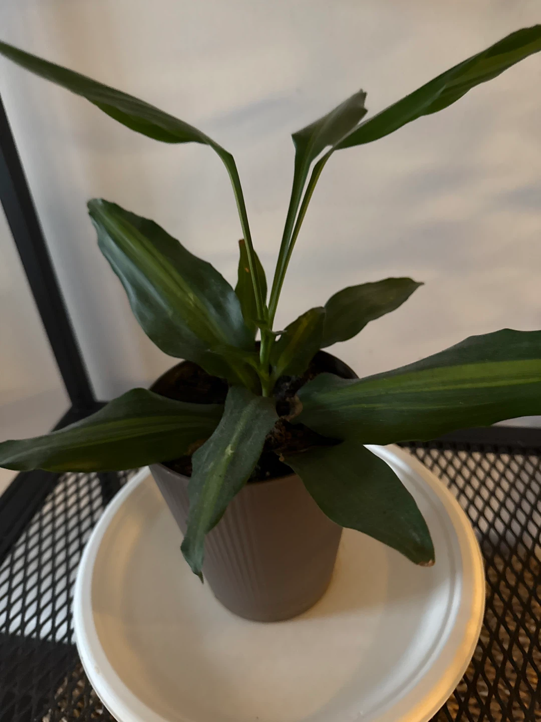 Move out Sale - Cast Iron Plant in Grey Pot - photo 2