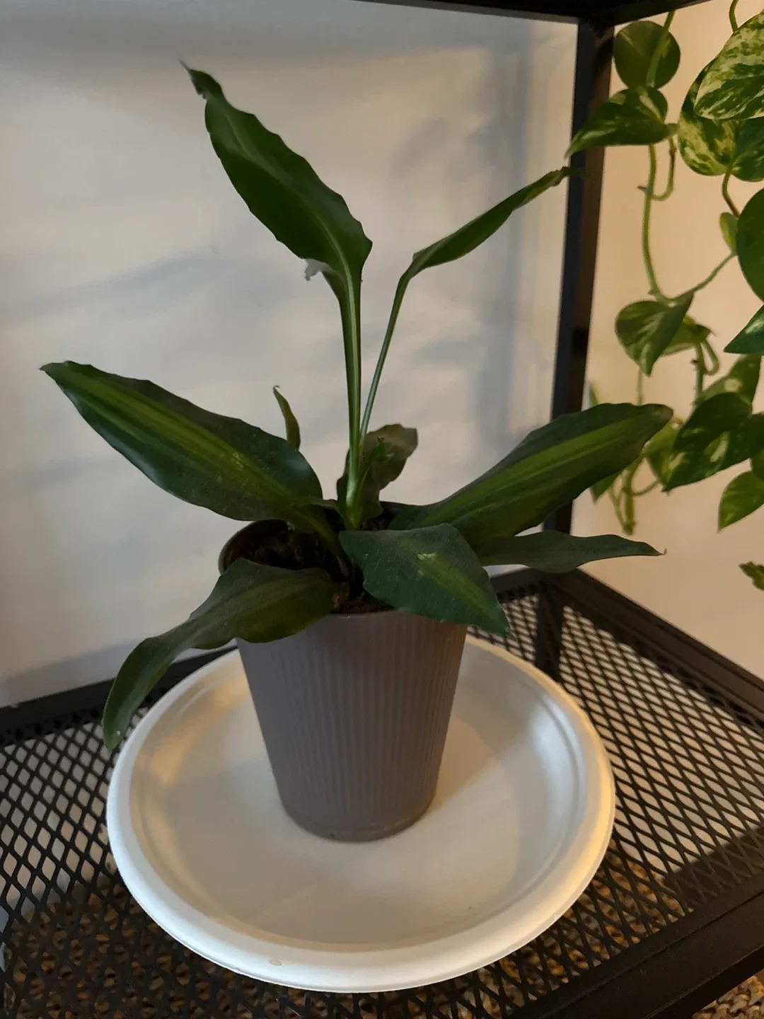 Cast Iron Plant in Grey Pot image indicator(3)