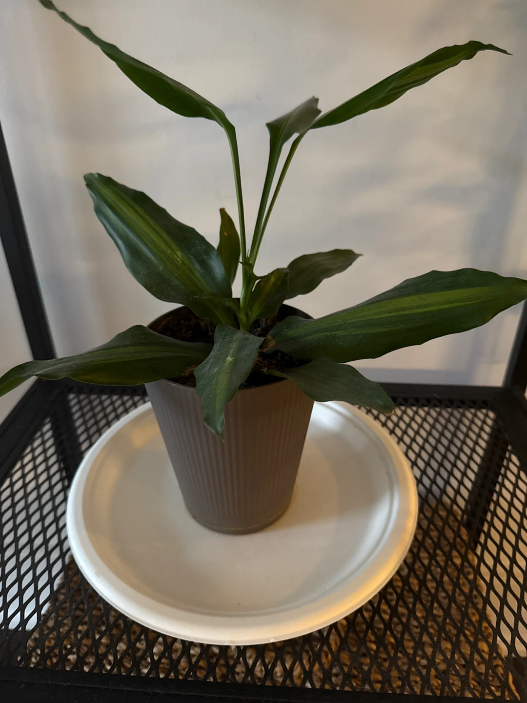 Move out Sale - Cast Iron Plant in Grey Pot