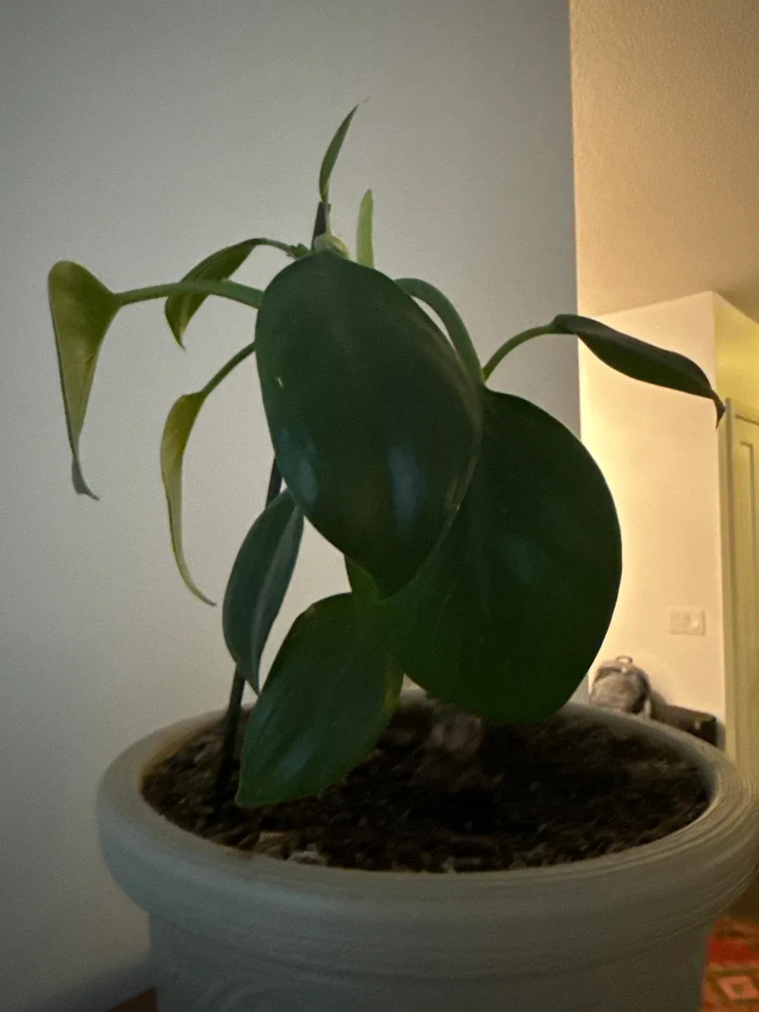 Potted Philodendron Plant image indicator(2)