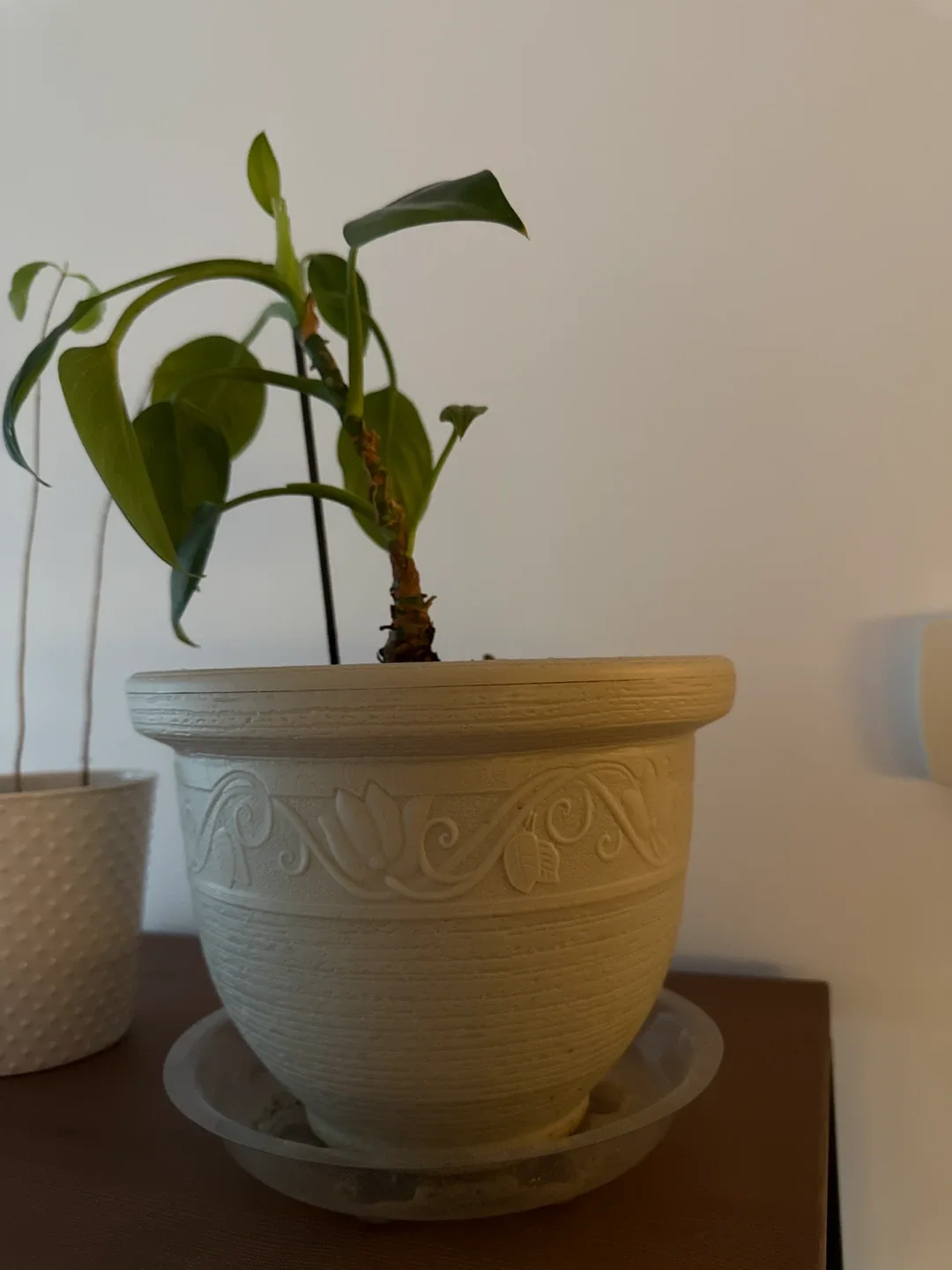 Potted Philodendron Plant image indicator(3)