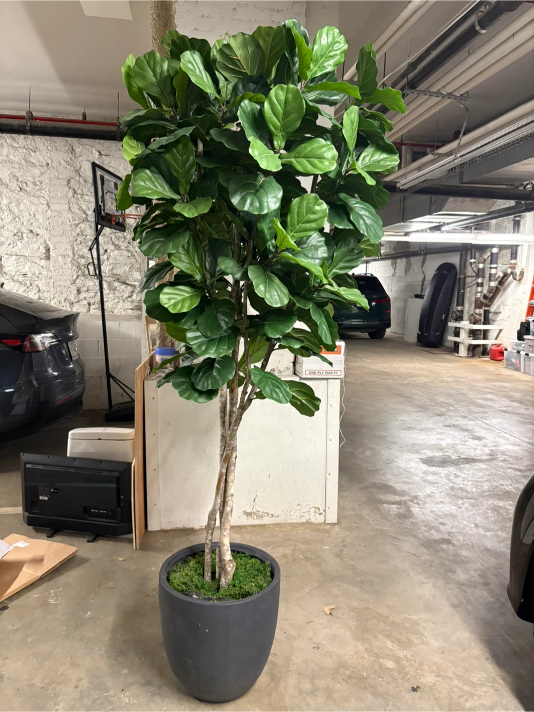 Faux Fiddle Leaf Fig Tree in Black Pot