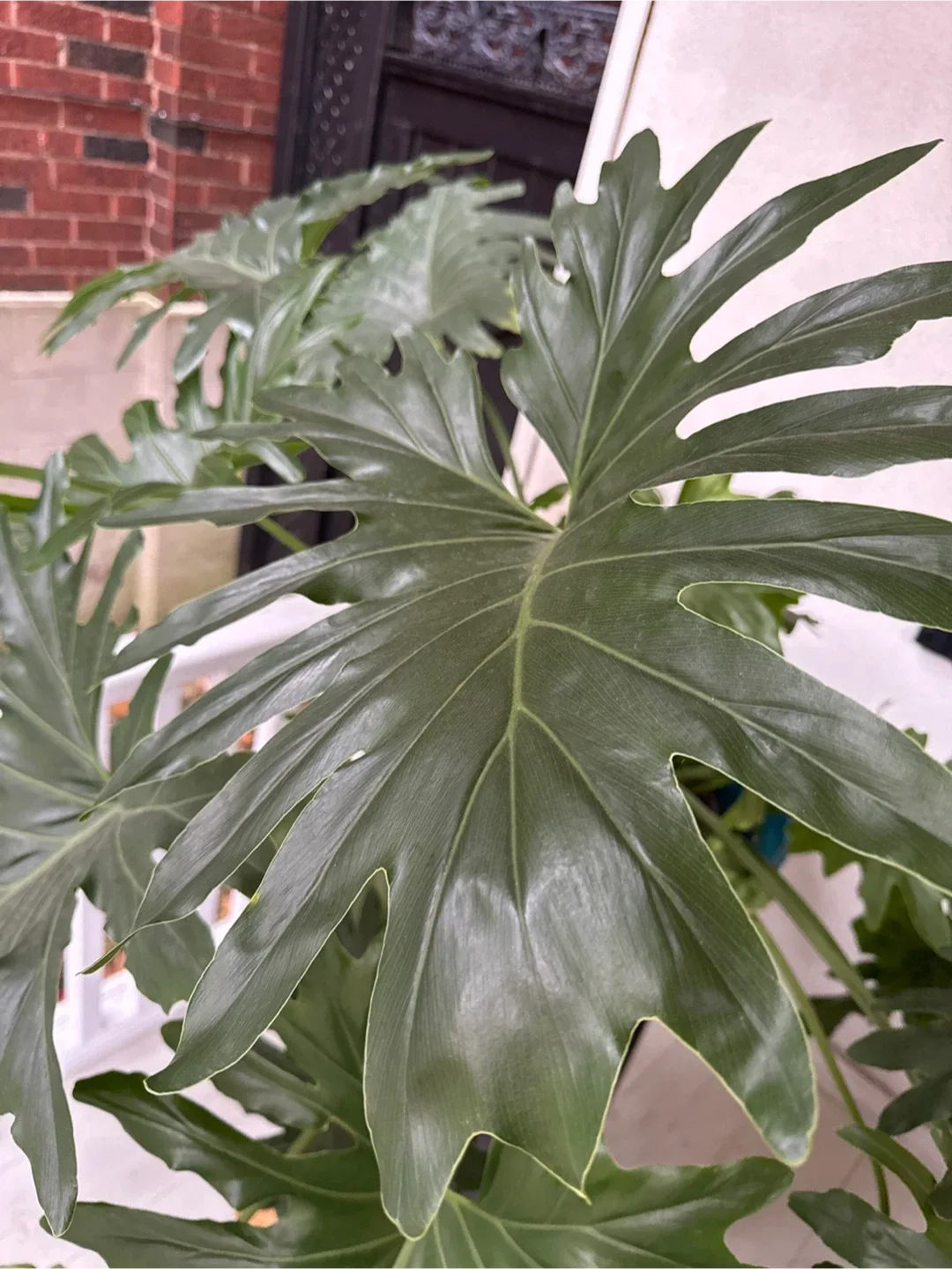 Philodendron Selloum Plant image indicator(2)