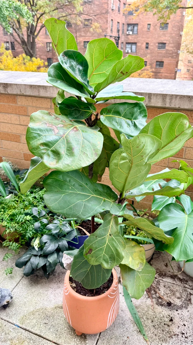 4.5 ft Fiddle Leaf Fig Tree in Pot image indicator(2)