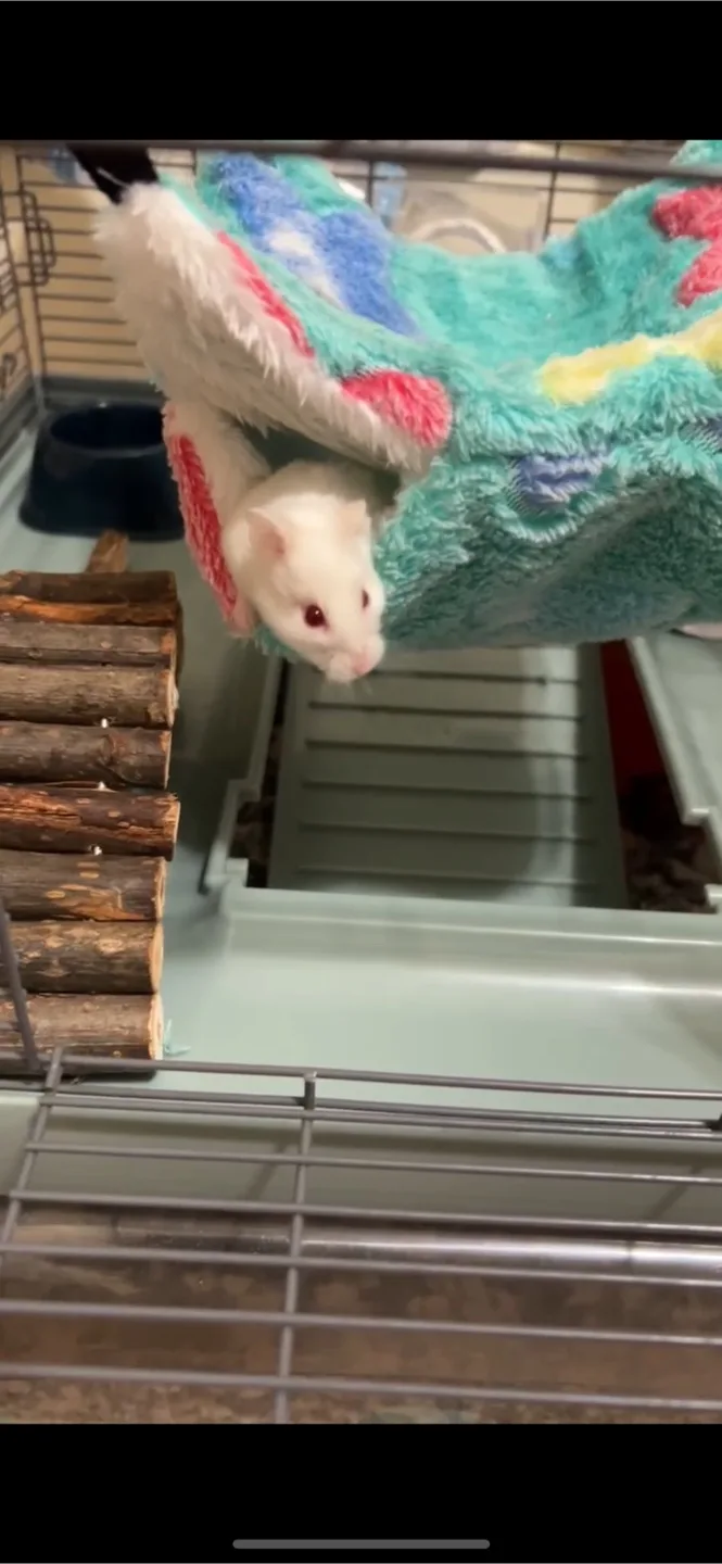 Hamster Cage with Accessories image indicator(2)