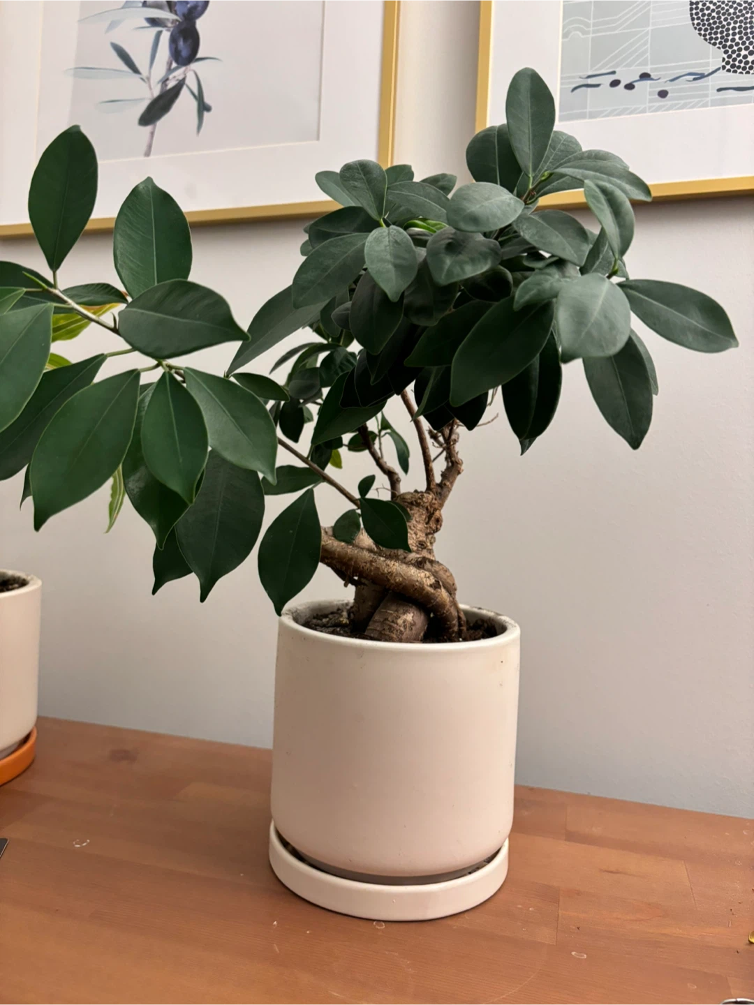 Bonsai in Ceramic Pot