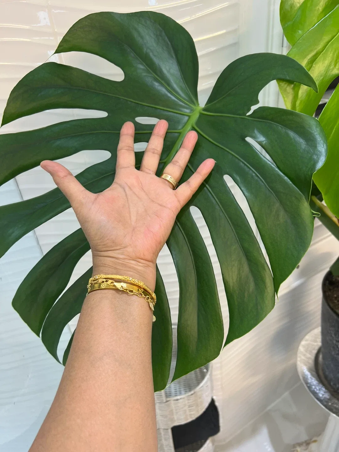 Monstera Plant image indicator(2)