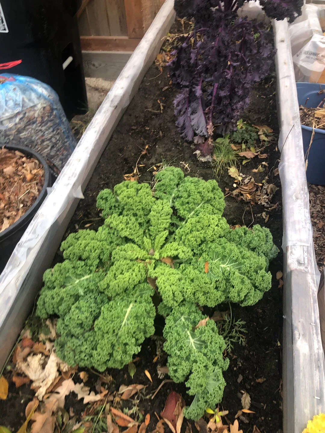 Kale.  Purple kale and regular kale