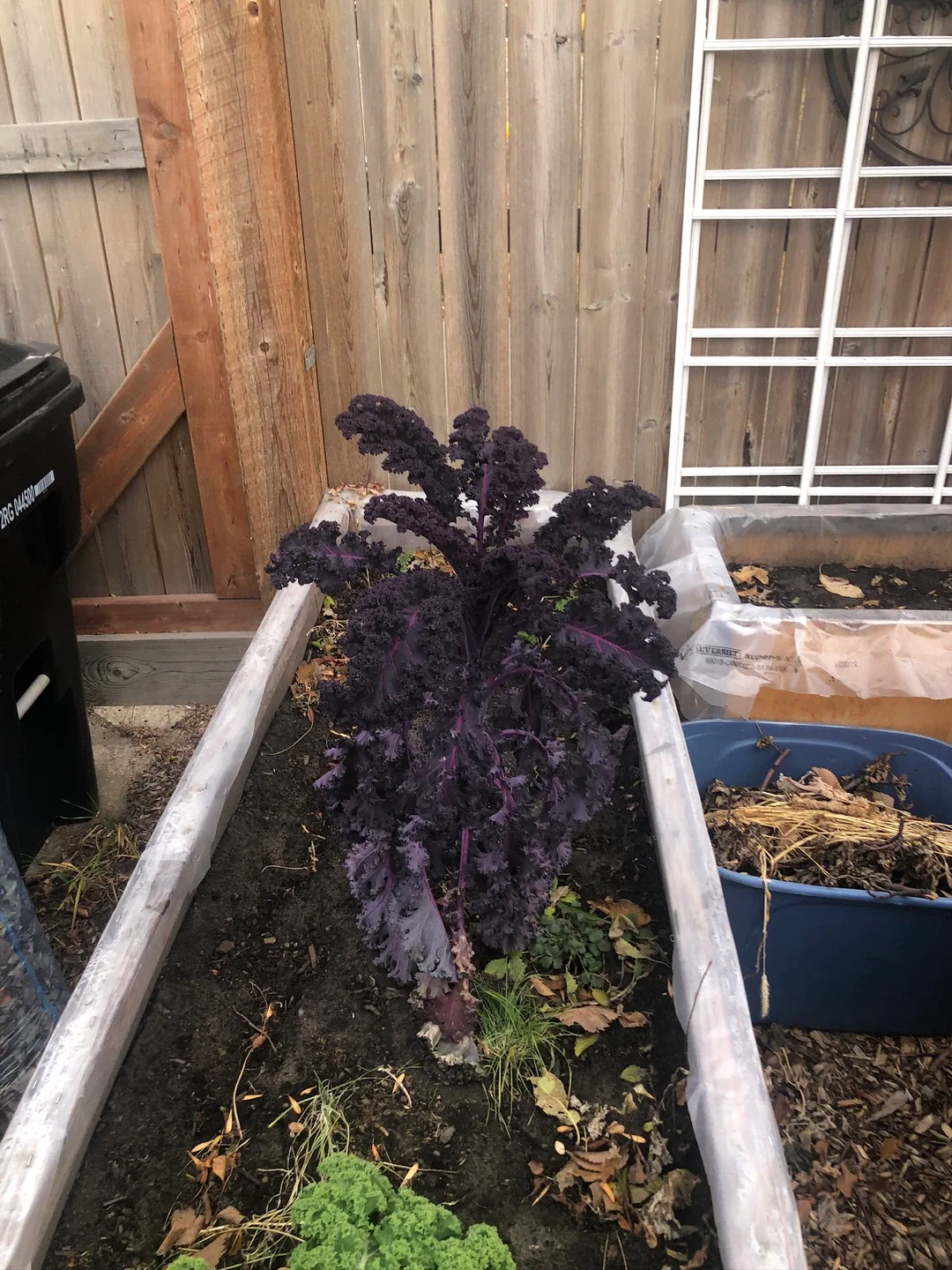 Kale.  Purple kale and regular kale image indicator(2)
