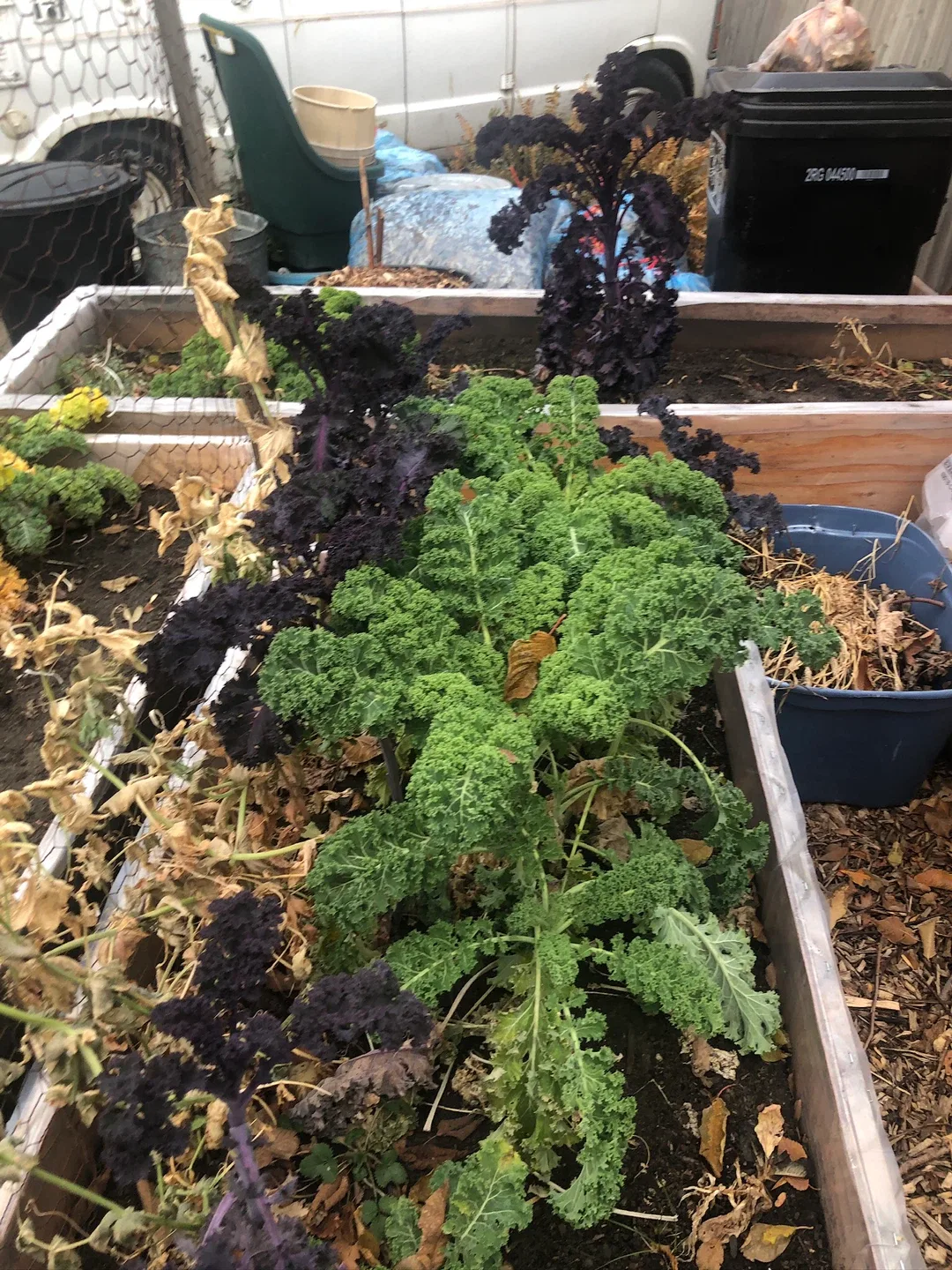 Kale.  Purple kale and regular kale image indicator(4)