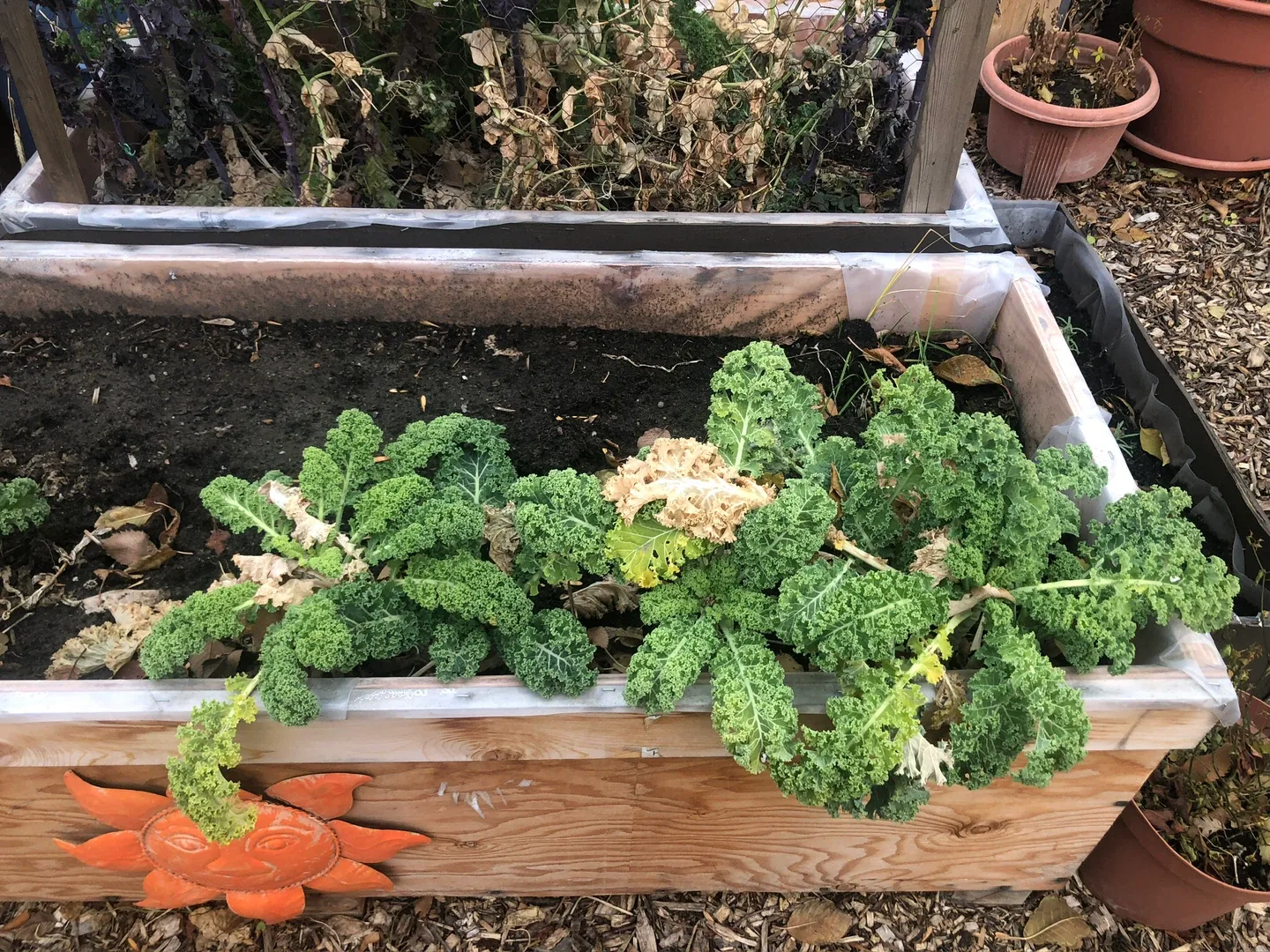 Kale.  Purple kale and regular kale image indicator(3)