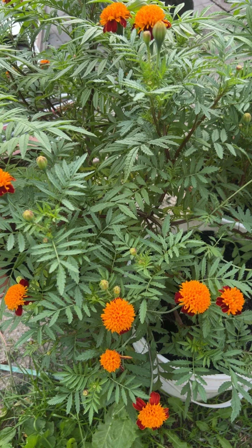 French Marigold “Orange Flame” Seeds image indicator(3)