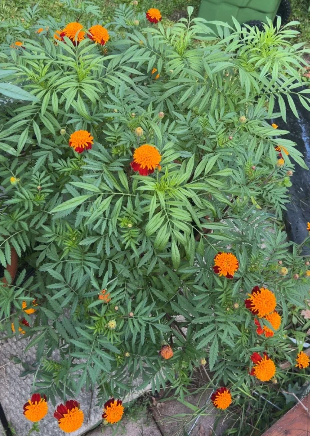 French Marigold “Orange Flame” Seeds image indicator(2)