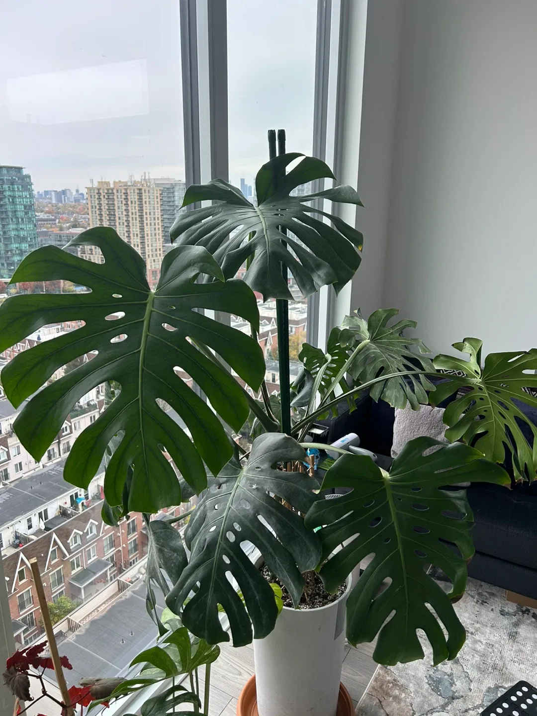 Huge monstera image indicator(2)