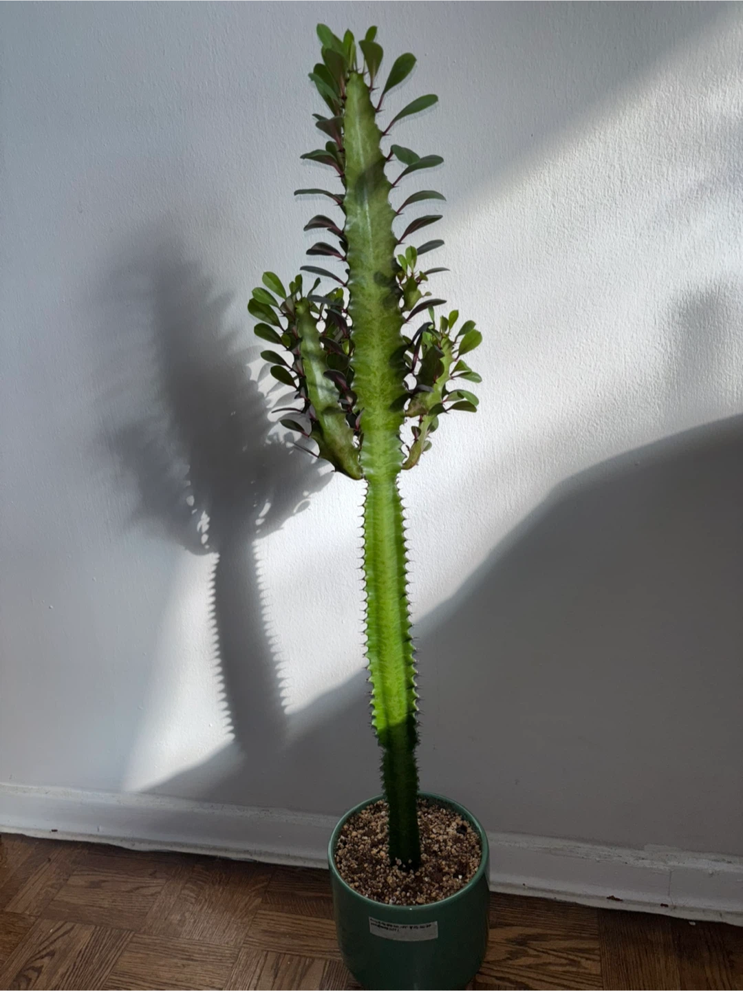 Euphorbia Trigona (Reverted Rubra) - photo 4