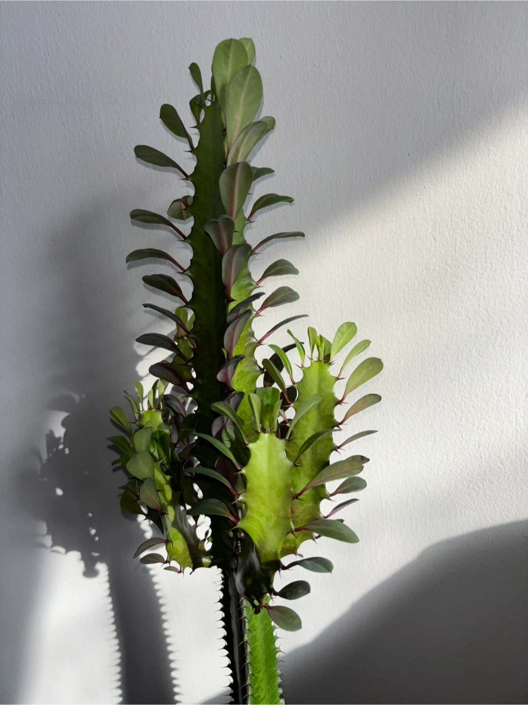 Euphorbia Trigona (Reverted Rubra)