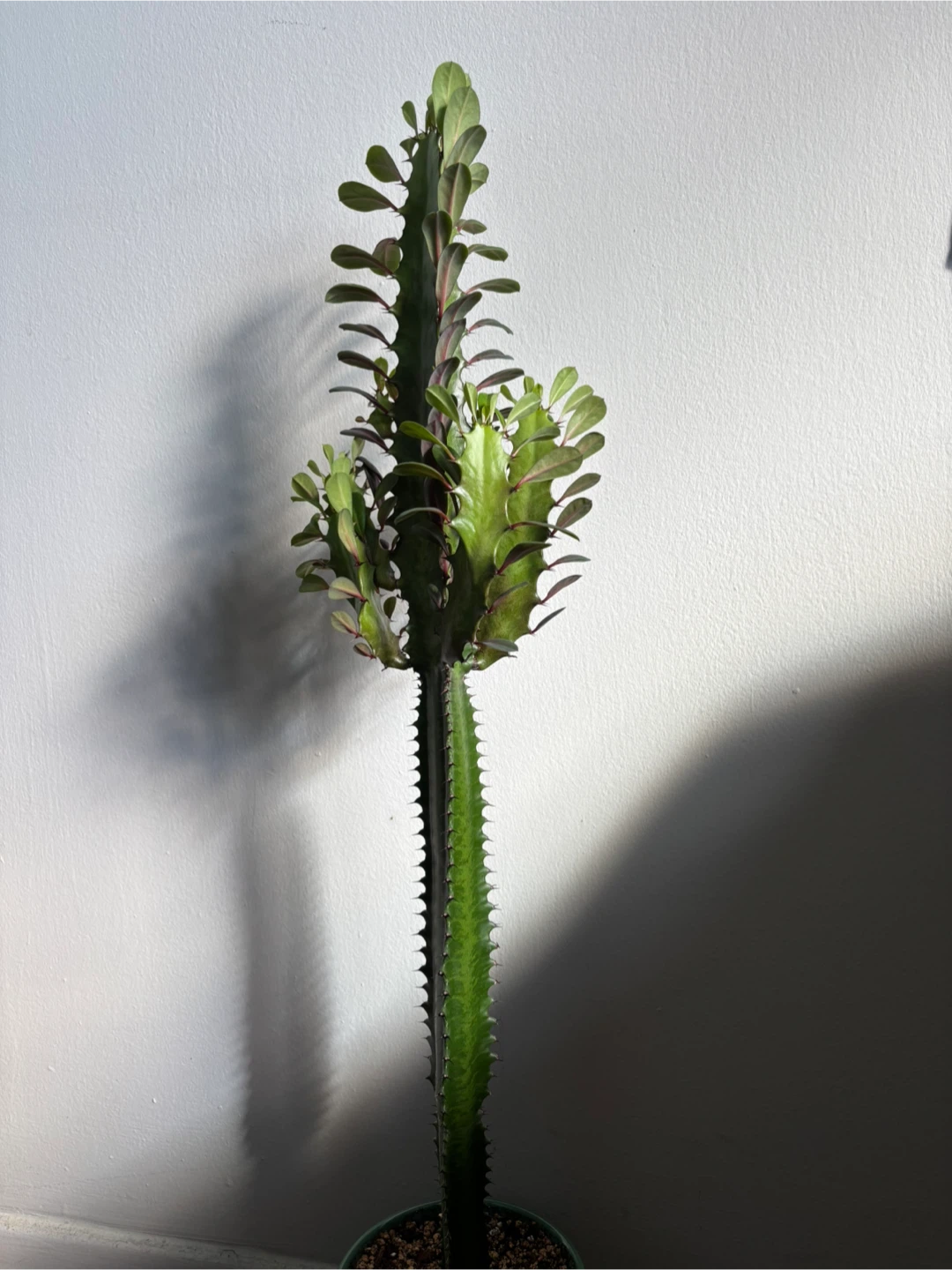 Euphorbia Trigona (Reverted Rubra) - photo 3