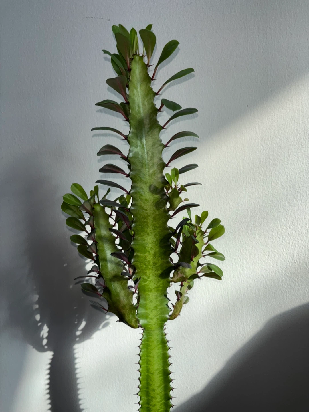 Euphorbia Trigona (Reverted Rubra) - photo 2